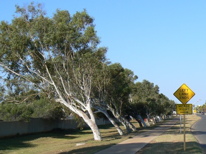 Trees leaning with the wind ... the sign urges them to 'merge right'