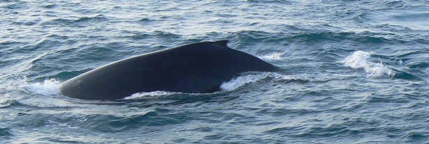Humpback whales in Exmouth Gulf
