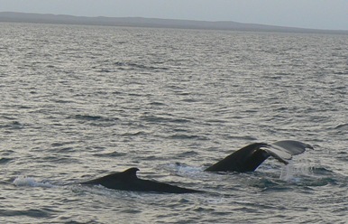 Humpback whales in Exmouth Gulf