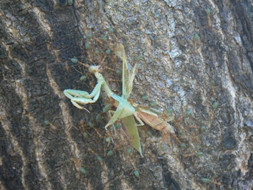 Green ants carry praying mantis up tree