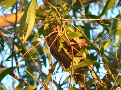 Green ants nest