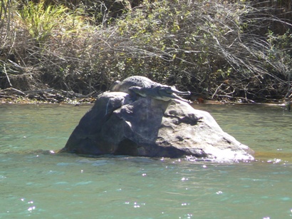 Crocodile on a rock in 

the Ord River