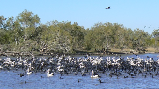 Longreach Waterhole - pelicans and cormorants fishing