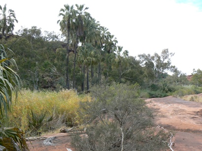 Palm Valley - south of Hermannsburg