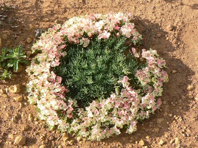 Exotic Wreath Flower west of Perenjori