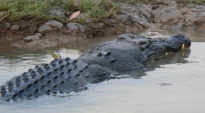 Crocodile on South Alligator River