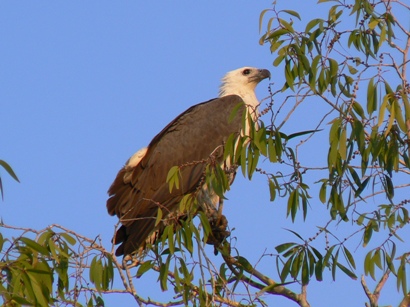 White-bellied Sea Eagle at South Alligator River