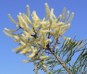 Caustic Bush - stand clear ... you will get caustic burn from exploding seed pods