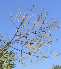 Caustic Bush - seed pods