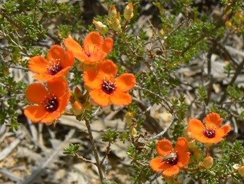 Wonderful wildflowers ... anyone know what this one is?