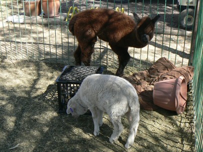 Inseparable alpaca and lamb