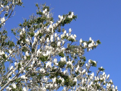Cockatoo tree