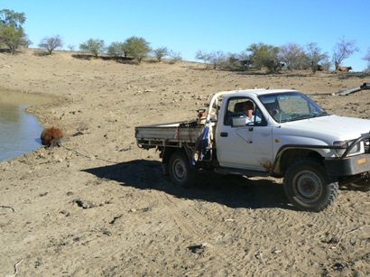 Peter pulling drowned cow out of dam