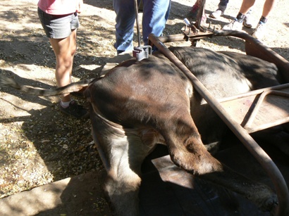 Branding a calf