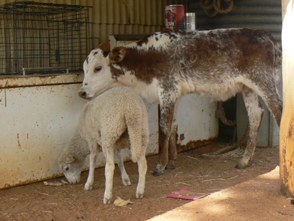 The calf and the lamb form an inseparable pair