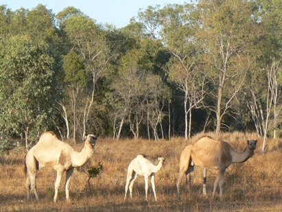 Camels employed to control Parkinsonia