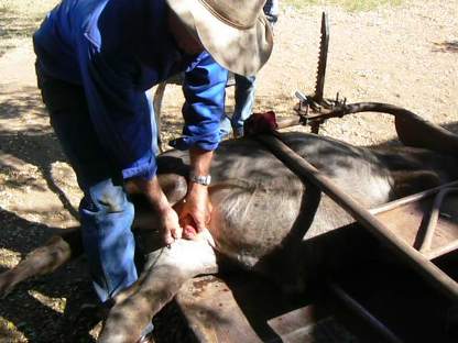 Michael Lyons castrating a calf