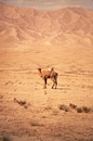 Lone camel between Tehran and Mashhad