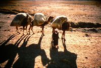 Camels between Tehran and Mashhad